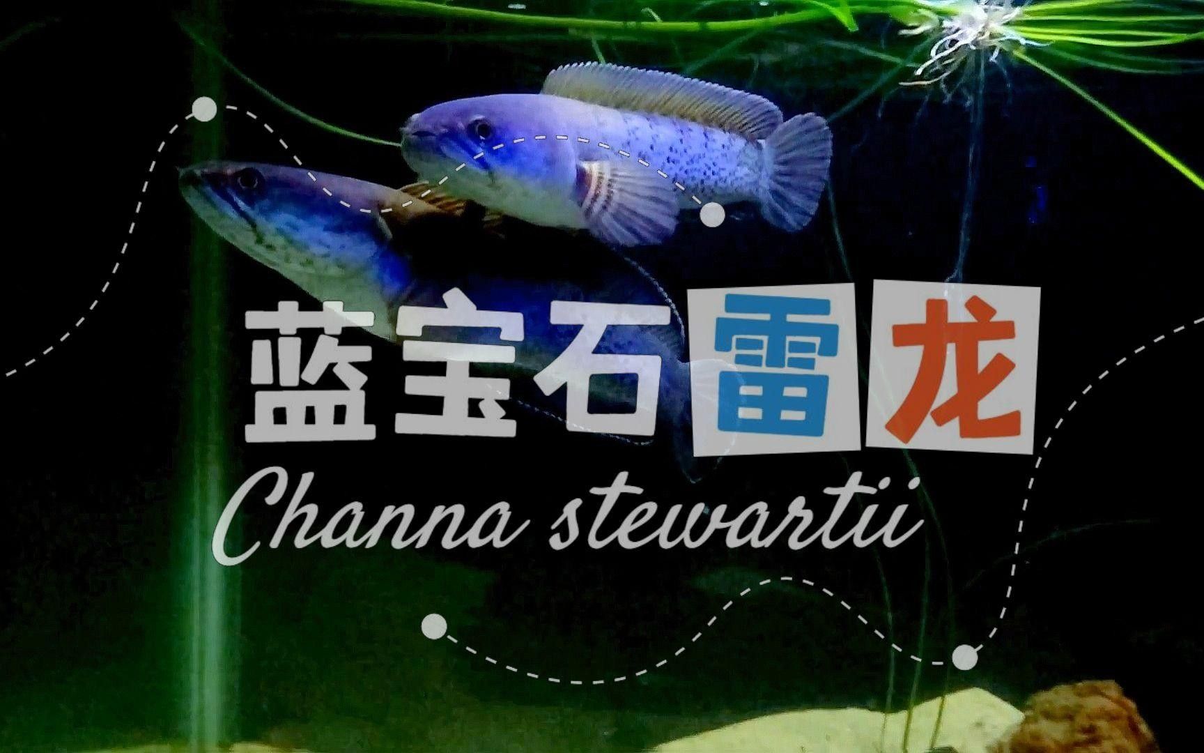 鬼王雷龍魚有哪些品種？ 鬼王雷龍魚有哪些品種？ 龍魚百科 第2張
