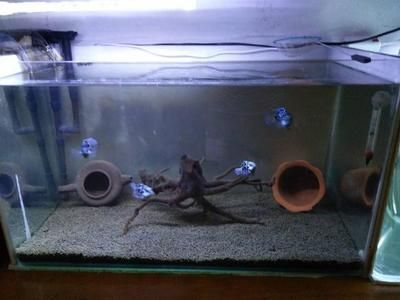 哪里的龍魚最便宜又好養(yǎng)（廣州花地灣龍魚市場(chǎng)龍魚市場(chǎng)購物流程介紹） 哪里的龍魚最便宜又好養(yǎng)（廣州花地灣龍魚市場(chǎng)龍魚市場(chǎng)購物流程介紹） 龍魚百科 第4張