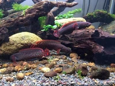 哪里的龍魚最便宜又好養(yǎng)（廣州花地灣龍魚市場(chǎng)龍魚市場(chǎng)購物流程介紹） 哪里的龍魚最便宜又好養(yǎng)（廣州花地灣龍魚市場(chǎng)龍魚市場(chǎng)購物流程介紹） 龍魚百科 第5張