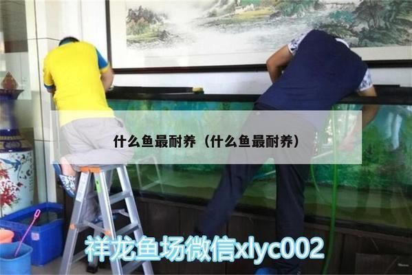 細線銀板魚苗適宜水溫：細線銀板魚苗最佳養殖環境，細線銀板魚苗飼料選擇指南 細線銀板魚苗適宜水溫：細線銀板魚苗最佳養殖環境，細線銀板魚苗飼料選擇指南 龍魚百科 第1張