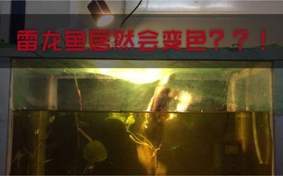 雷龍魚變色原因，關于雷龍魚的顏色變化