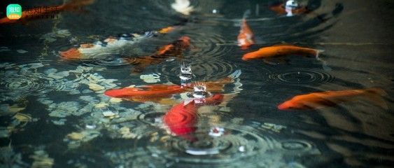 雷龍魚變色原因，關于雷龍魚的顏色變化