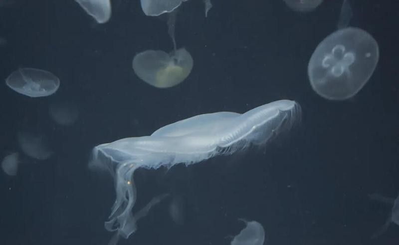 有哪些軟件可以調整龍魚照片的色溫？ 有哪些軟件可以調整龍魚照片的色溫？ 龍魚百科 第11張