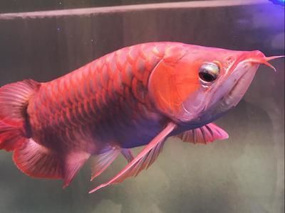 辨別金龍魚主要通過以下幾個方面,鑒別金龍魚真假