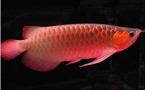 紅龍魚(yú)品質(zhì)等級(jí)標(biāo)準(zhǔn)是多少