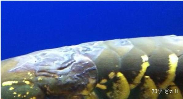 造浪泵能促使龍魚大鰭大尾嗎（造浪泵可以幫助龍魚保持良好的體型嗎？） 造浪泵能促使龍魚大鰭大尾嗎（造浪泵可以幫助龍魚保持良好的體型嗎？） 龍魚百科 第1張