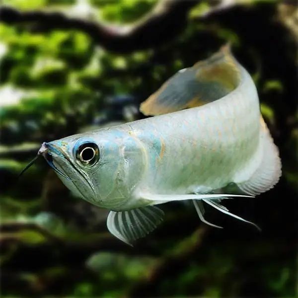 馬來西亞銀龍魚怎么養