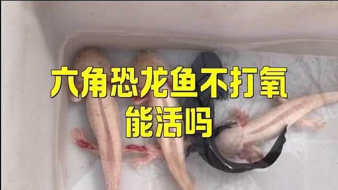 六角恐龍魚可以不打氧嗎