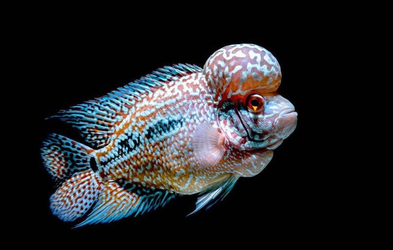 羅漢魚可以和金龍魚一起養(yǎng)嗎 羅漢魚可以和金龍魚一起養(yǎng)嗎 龍魚百科 第1張
