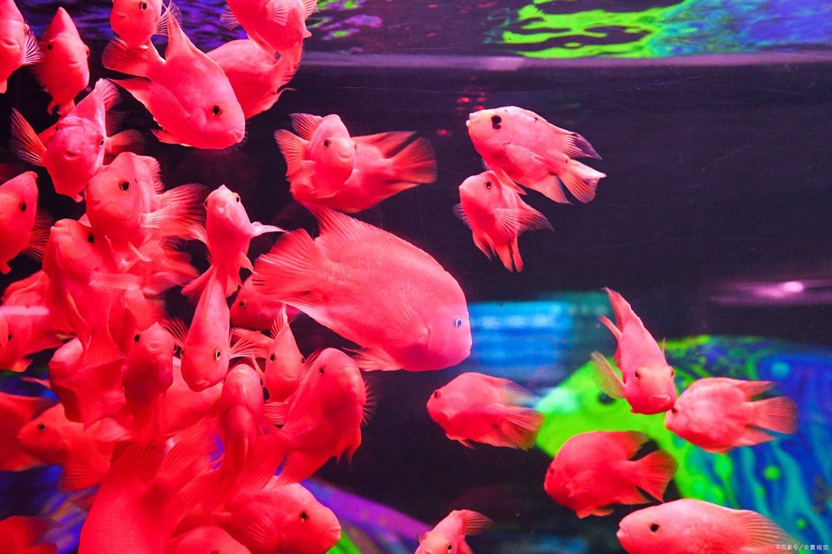 羅漢魚可以和金龍魚一起養(yǎng)嗎 羅漢魚可以和金龍魚一起養(yǎng)嗎 龍魚百科 第3張