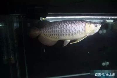龍魚掉眼能自行恢復嗎：龍魚掉眼是否能自行恢復主要取決于掉眼的原因和程度 龍魚掉眼能自行恢復嗎：龍魚掉眼是否能自行恢復主要取決于掉眼的原因和程度 龍魚百科 第2張