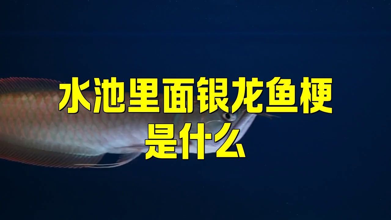 這個梗如何影響龍魚飼養文化？