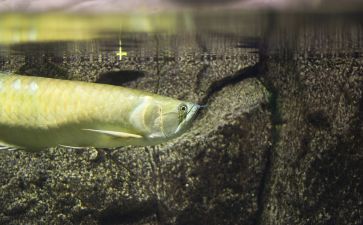 黃化銀龍魚水質監測新技術：黃化銀龍魚水質監測系統的應用 黃化銀龍魚水質監測新技術：黃化銀龍魚水質監測系統的應用 龍魚百科 第3張