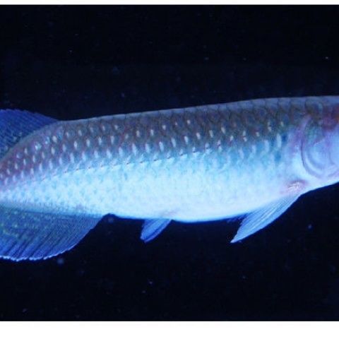 黃化銀龍魚水質監測新技術：黃化銀龍魚水質監測系統的應用 黃化銀龍魚水質監測新技術：黃化銀龍魚水質監測系統的應用 龍魚百科 第4張