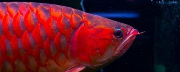 龍魚吃進去的東西又全部吐出來，龍魚吃進去的東西又全部吐出來可能是多種原因引起 龍魚吃進去的東西又全部吐出來，龍魚吃進去的東西又全部吐出來可能是多種原因引起 龍魚百科 第1張