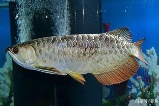 龍魚身體突然發黑怎么回事（龍魚身體突然發黑可能由多種因素引起） 龍魚身體突然發黑怎么回事（龍魚身體突然發黑可能由多種因素引起） 龍魚百科 第3張