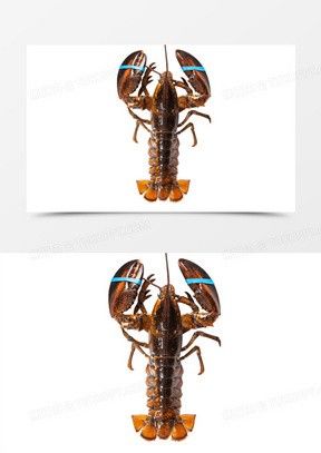 哪里可以找到高清的龍蝦圖片？