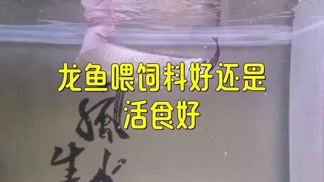龍魚活食