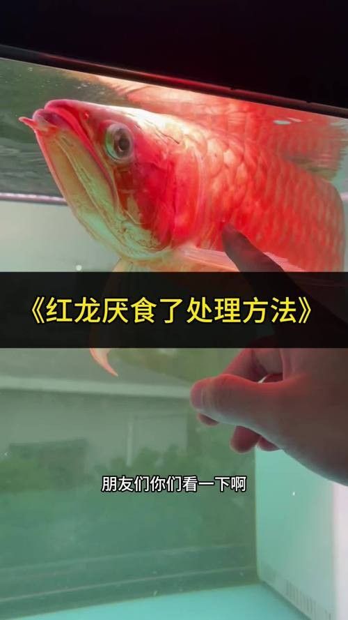 龍魚活食
