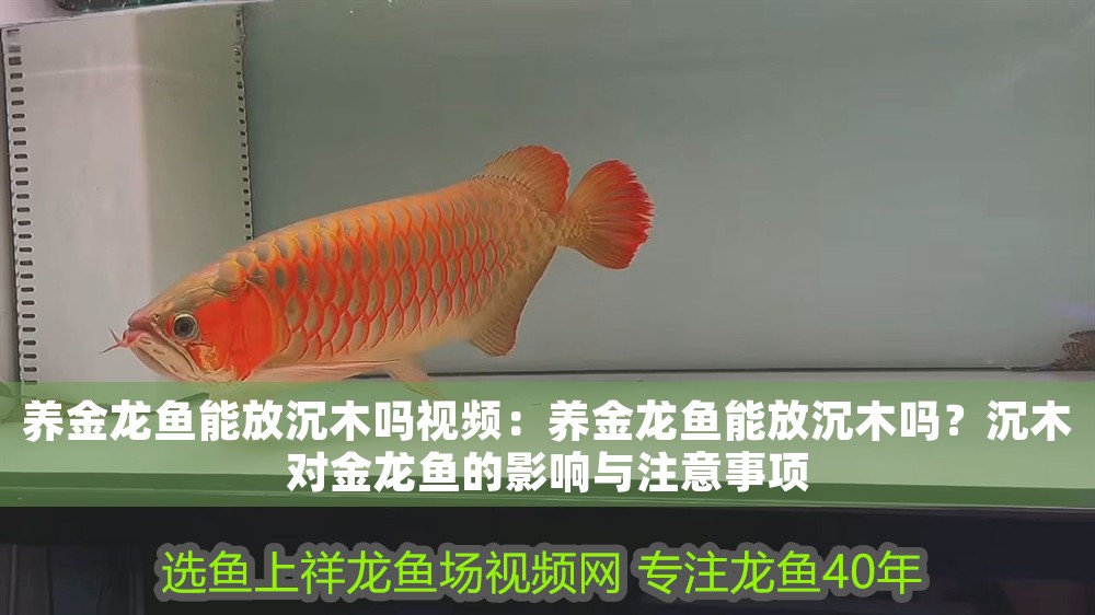 養金龍魚能放沉木嗎視頻：養金龍魚能放沉木嗎？沉木對金龍魚的影響與注意事項