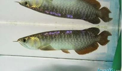 龍魚斷尾怎么辦：龍魚斷尾怎么處理龍魚斷尾的處理方法是什么 龍魚斷尾怎么辦：龍魚斷尾怎么處理龍魚斷尾的處理方法是什么 龍魚百科 第2張