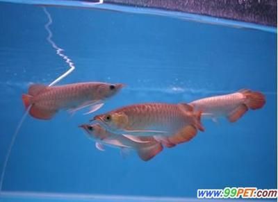 新加坡龍魚好還是馬來西亞龍魚好（新加坡龍魚和馬來西亞龍魚各有優(yōu)勢(shì)和特點(diǎn)）