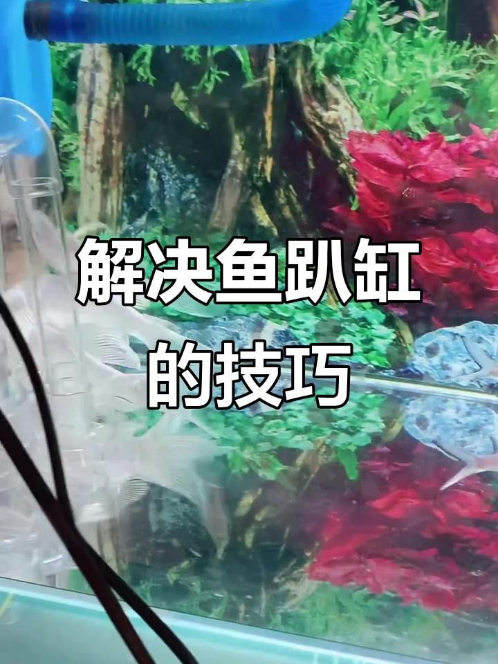 龍魚趴缸需要停食嗎