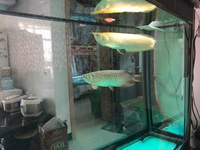 龍魚喂食撞缸：龍魚喂食撞缸喂食撞缸