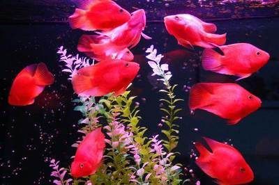 財神魚和金龍魚混養可以嗎：財神魚和金龍魚可以混養嗎