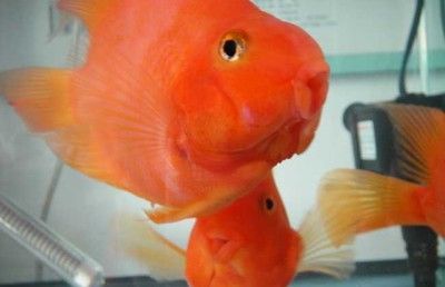 財神魚和金龍魚混養可以嗎：財神魚和金龍魚可以混養嗎