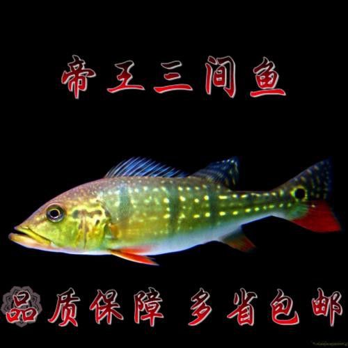 帝王三間魚和龍魚哪個更好養？