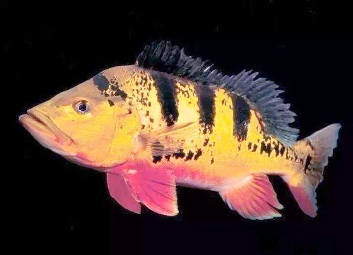 帝王三間魚和龍魚哪個更好養？