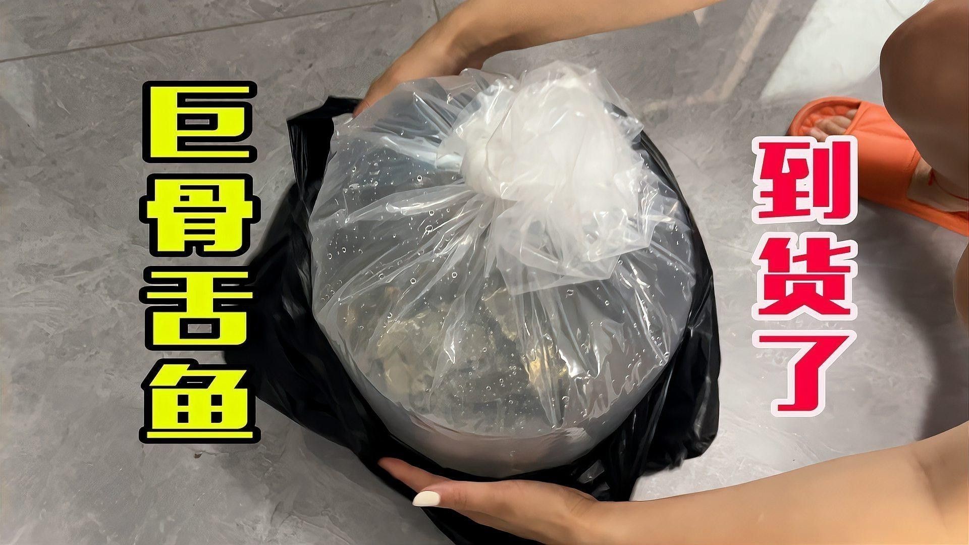 帝王三間魚和龍魚哪個更好養？