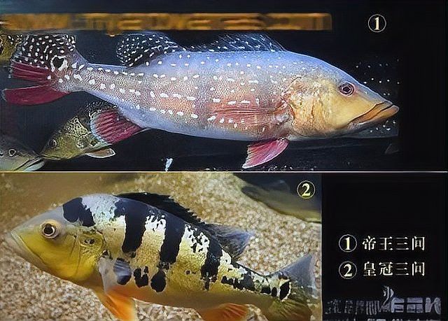 帝王三間魚和龍魚哪個更好養？