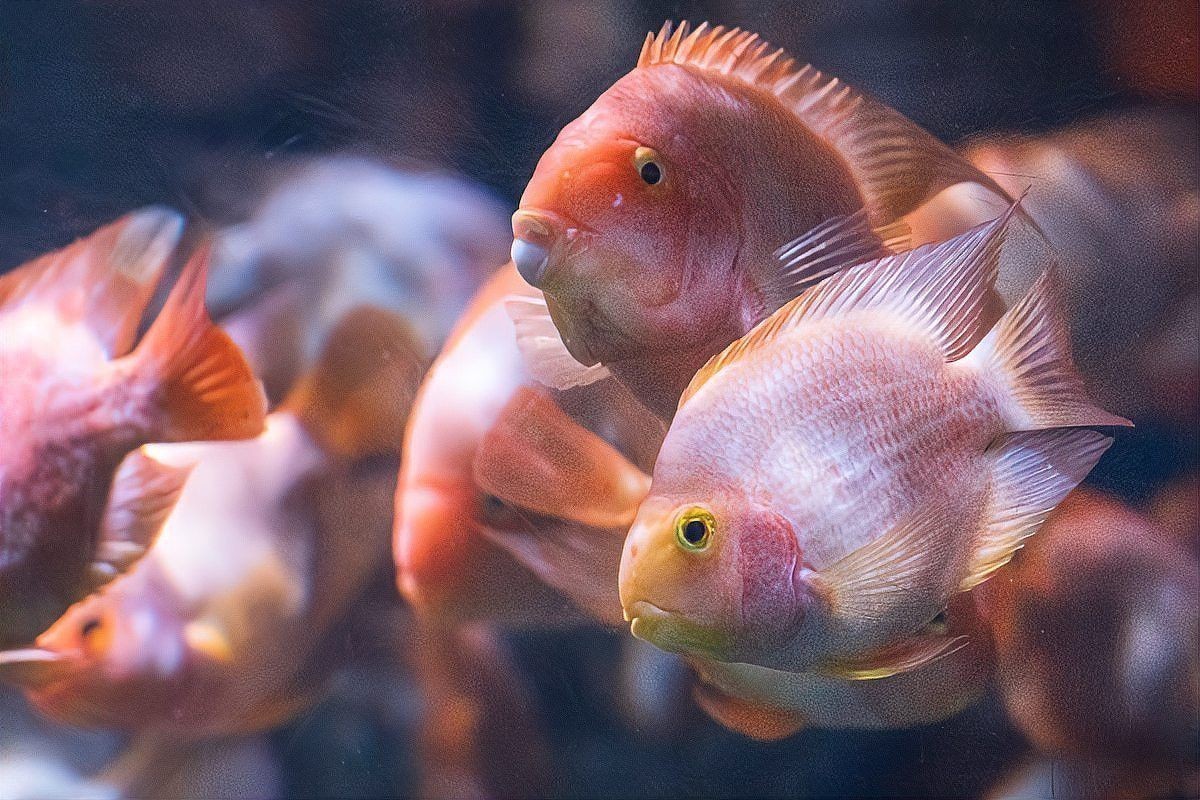 帝王三間魚和龍魚哪個更好養？