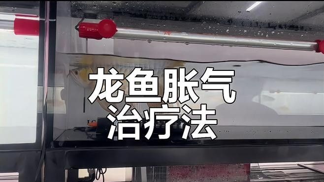 龍魚背露出水面如何治療