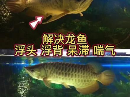 龍魚背露出水面如何治療