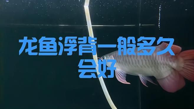 龍魚背露出水面如何治療