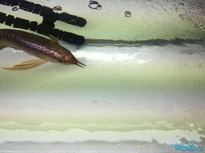 龍魚背露出水面如何治療