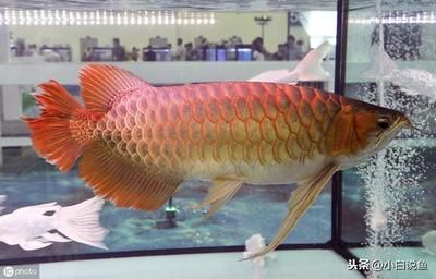 龍魚如何麻醉喂食的：龍魚術后飲食調(diào)整方案，斯樂疲與仟湖六號對比