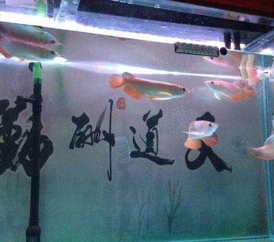 紅龍魚三十公分還未紅（怎么把紅龍魚養得更紅，影響因素很多） 紅龍魚三十公分還未紅（怎么把紅龍魚養得更紅，影響因素很多） 龍魚百科 第4張