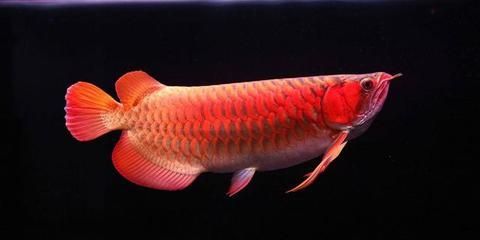 紅龍魚三十公分還未紅（怎么把紅龍魚養得更紅，影響因素很多） 紅龍魚三十公分還未紅（怎么把紅龍魚養得更紅，影響因素很多） 龍魚百科 第6張