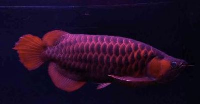 金龍魚缸放鹽可以殺菌嗎：金龍魚缸放鹽可以殺菌嗎金龍魚缸放鹽可以殺菌嗎