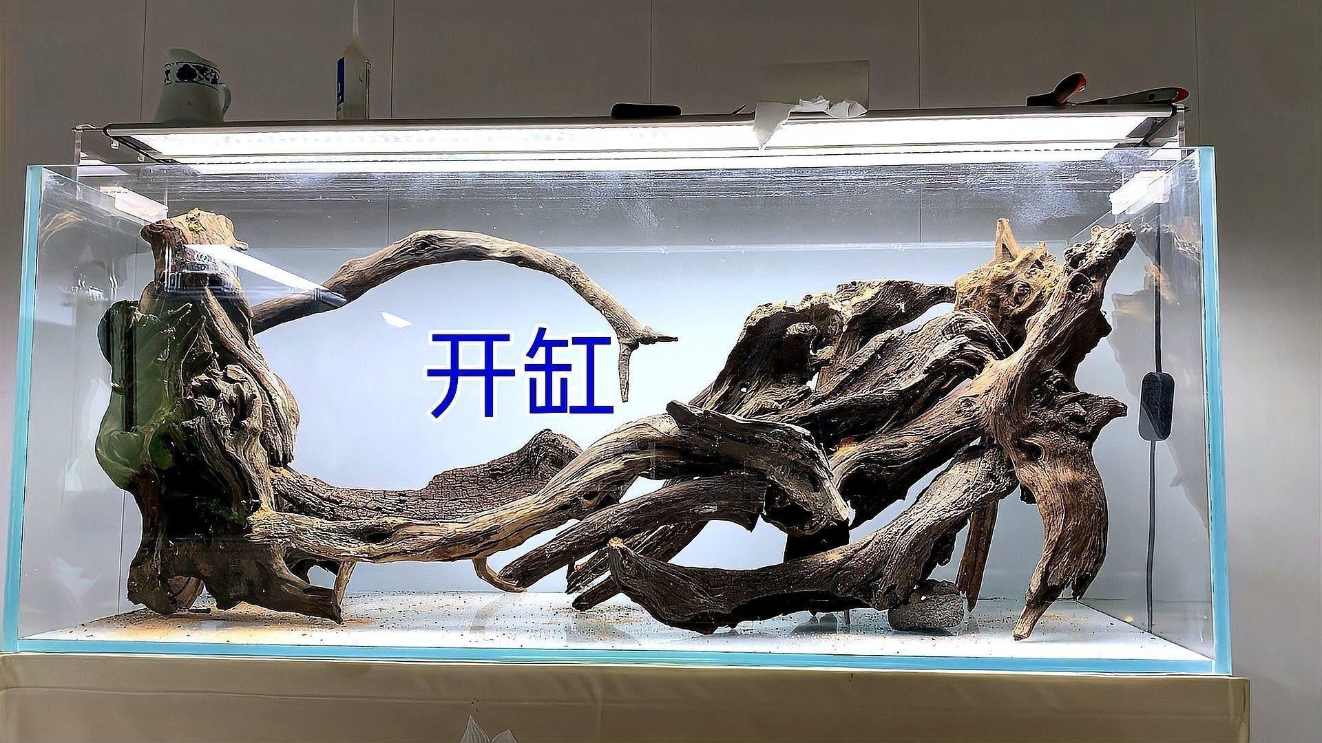 龍魚缸沉木造景圖