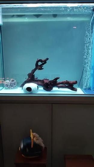 龍魚缸沉木造景圖