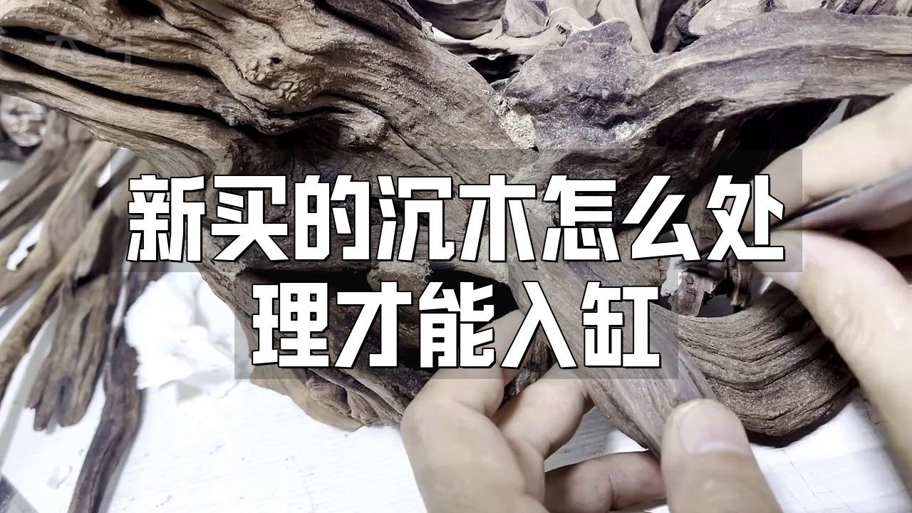 龍魚缸沉木造景圖