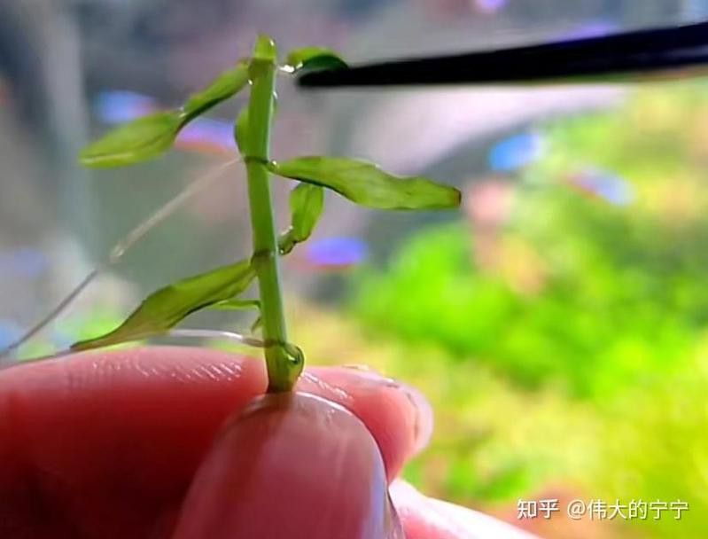 過背金龍魚缸水草多久換一次