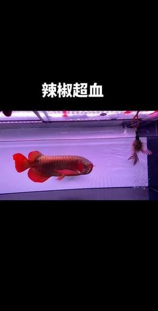 辣椒紅龍魚發色過程圖解