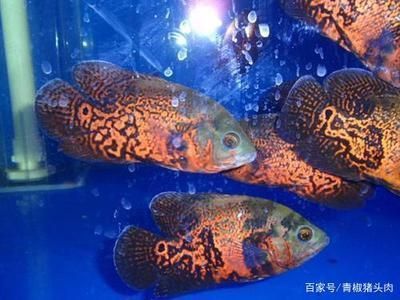 辣椒紅龍魚發色過程圖解