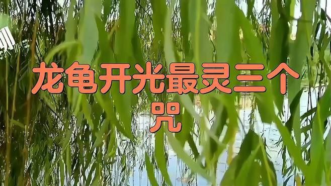 如何正確開光龍龜擺件？